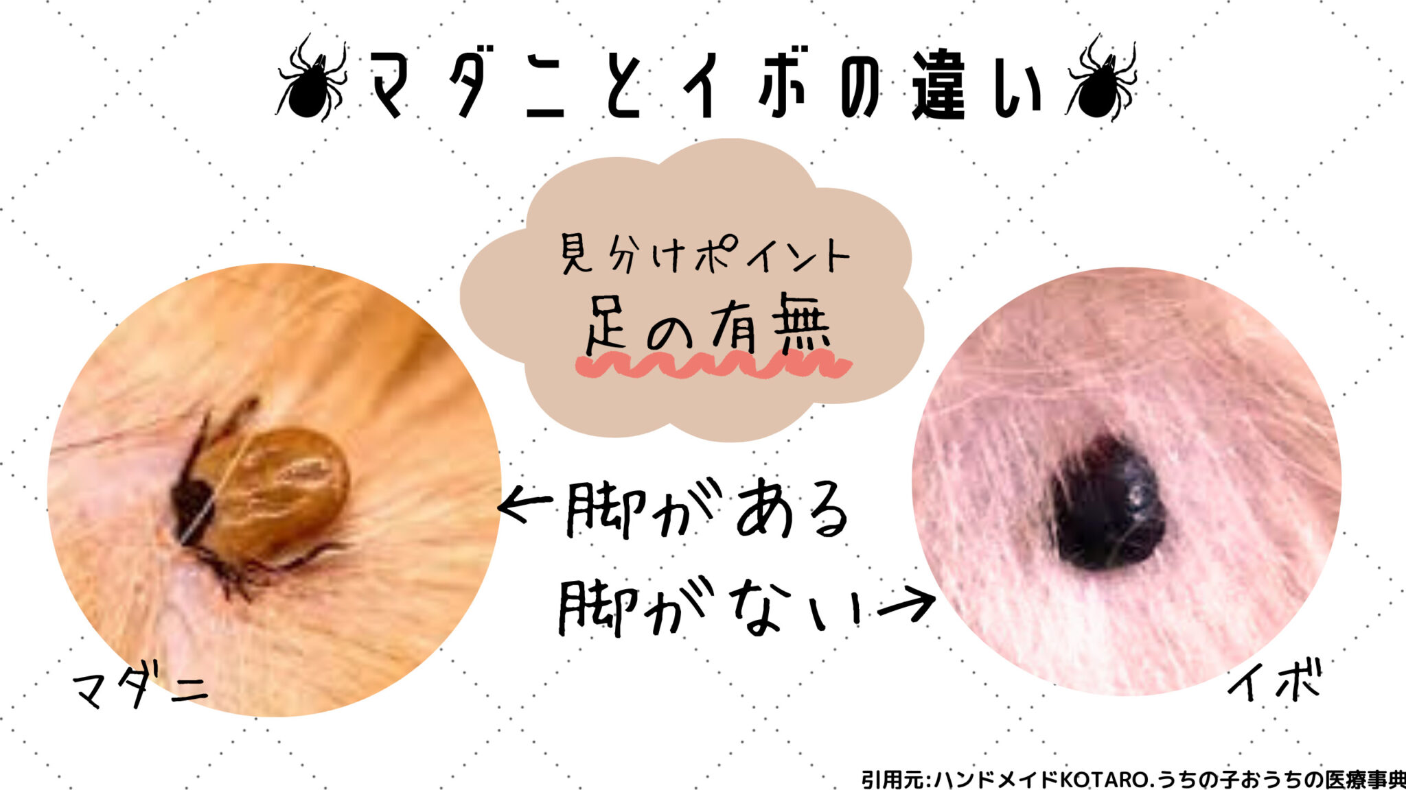 犬のマダニ対策・正しい取り方や予防策を徹底解説【現役トリマー】 » わんにゃん教室Trimama