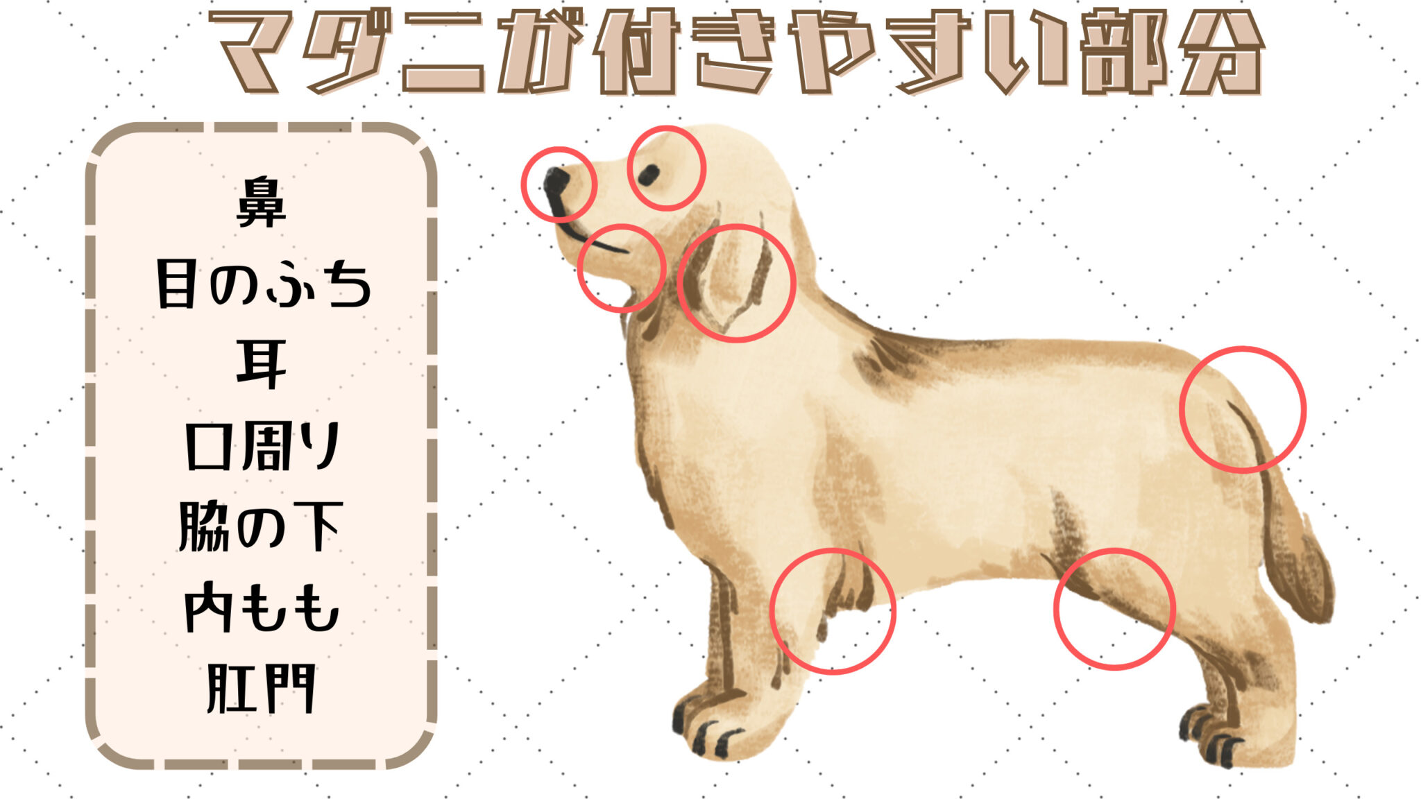 犬のマダニ対策・正しい取り方や予防策を徹底解説【現役トリマー】 » わんにゃん教室Trimama