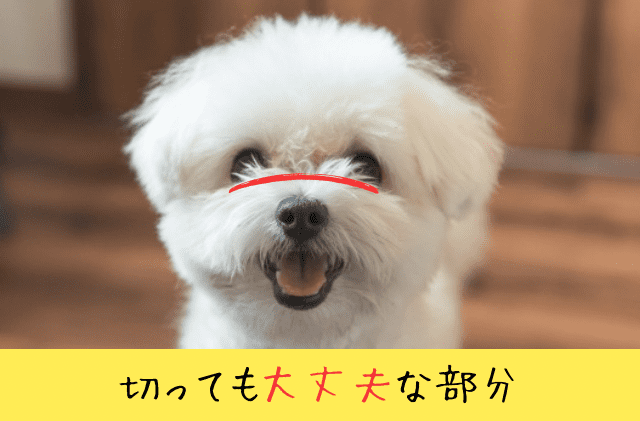 犬 目の周りカット 解説
